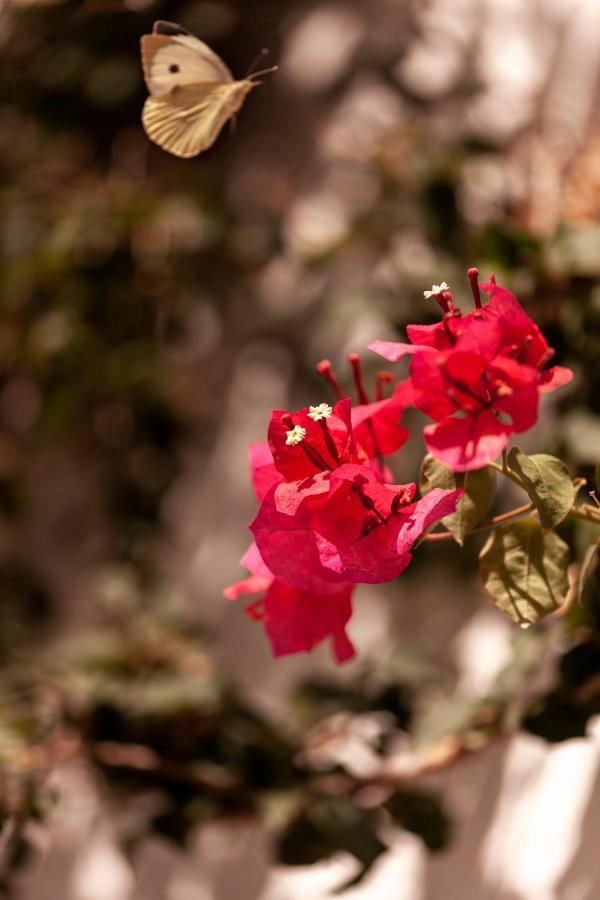 A Saboeira - Turismo Rural Belver  エクステリア 写真
